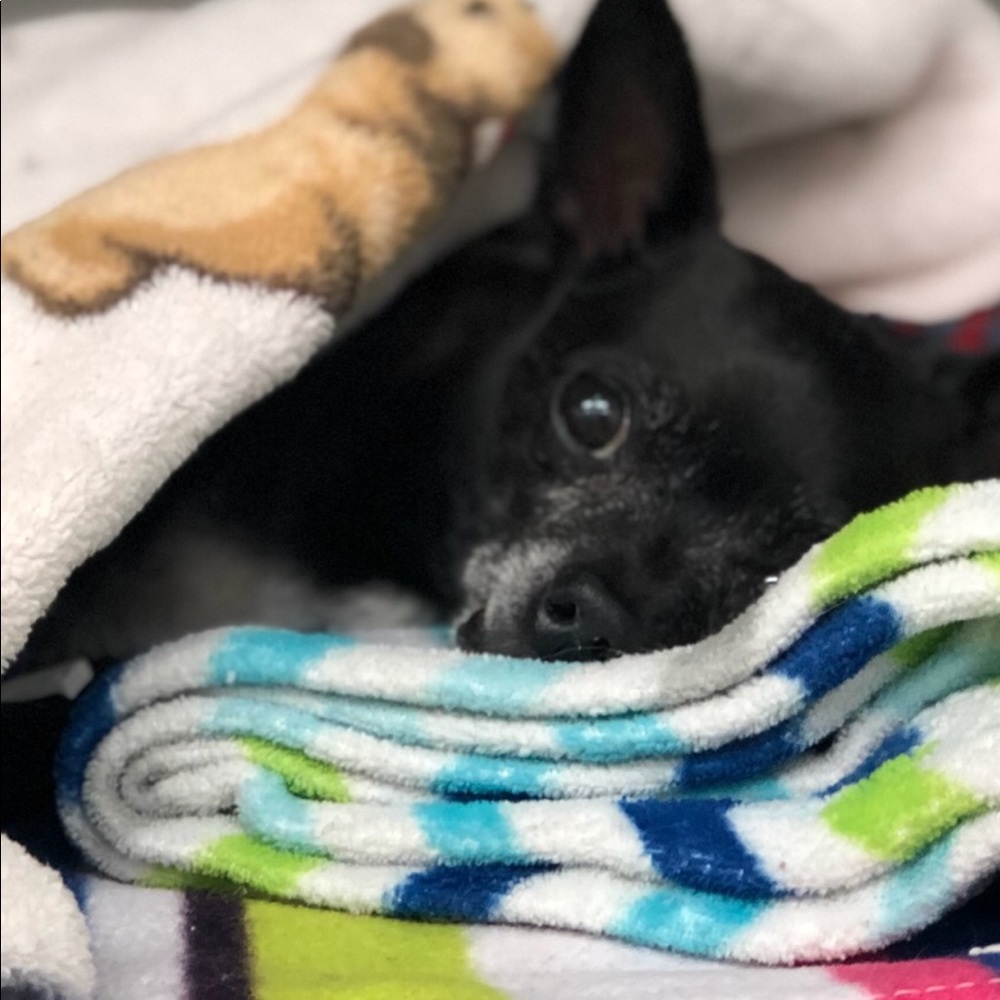 Meet your Posher, Susan